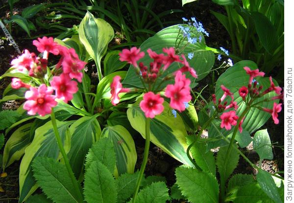 2013 год, из семян.