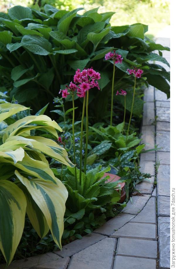 А это 2020 год, самосев. Боюсь, исчезнет с нынешними морозами...