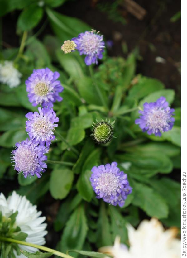 Была ещё вот такая. Совсем миниатюрненькая. Сантиметров 15 ростом с цветоносами. Тоже из семян.