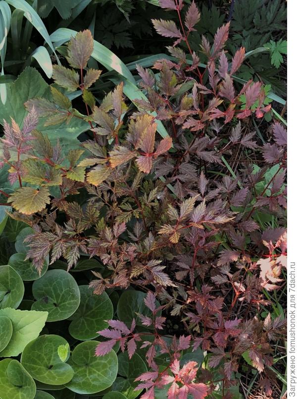 И с разной листвой.