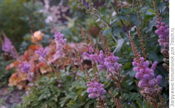 Pumila в моих условиях зацветает позже всех во второй половине августа.