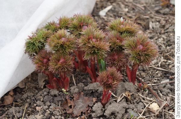 А вот на третий год уже два цветочка было. В первые годы тоже ботва летом исчезала. Я, помню, даже переживала по  этому поводу, но чем старше пион становился, тем дольше листва сохранялась. Сейчас уже в зиму с листьями уходит.