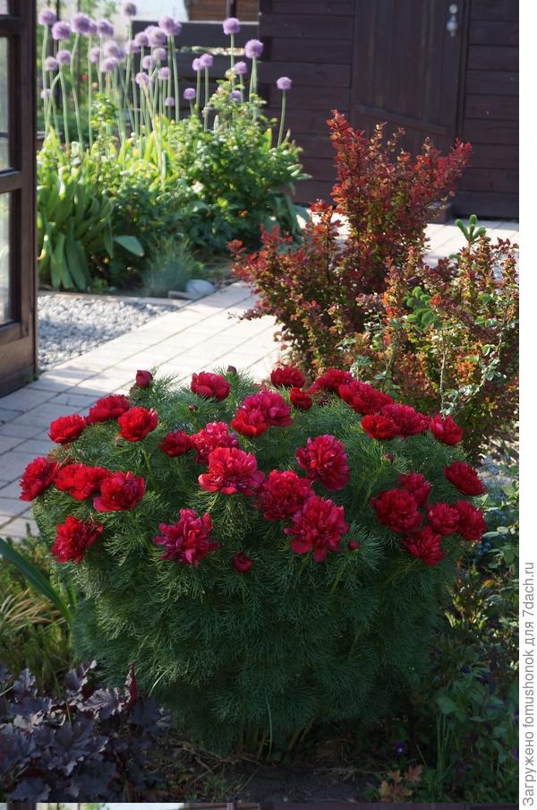 Так что ждите! Сил наберётся и кааак зацветёт!)