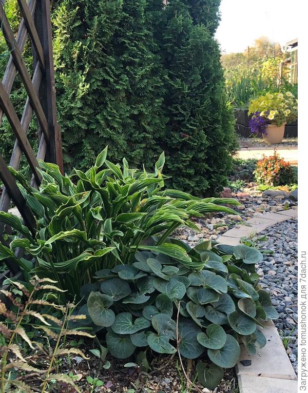 Хорошо разрастается. Вечнозелёный.