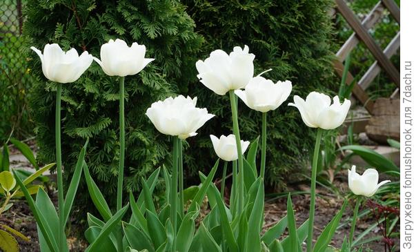 &quot;Mount Taсoma&quot;