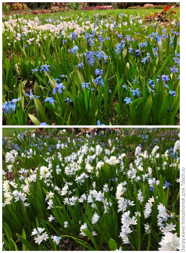 В "хостарии" цветут мелколуковичные.