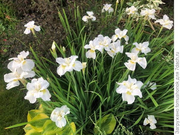 Сибирский ирис "Стерх".