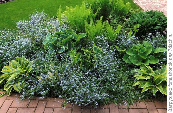 В "хостарии" хозяюшки-хосты разворачивают свои листья.