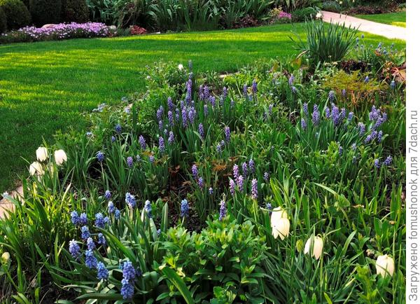 Конец мая. На смену мелколуковичным пришли мускари и фритиллярии.