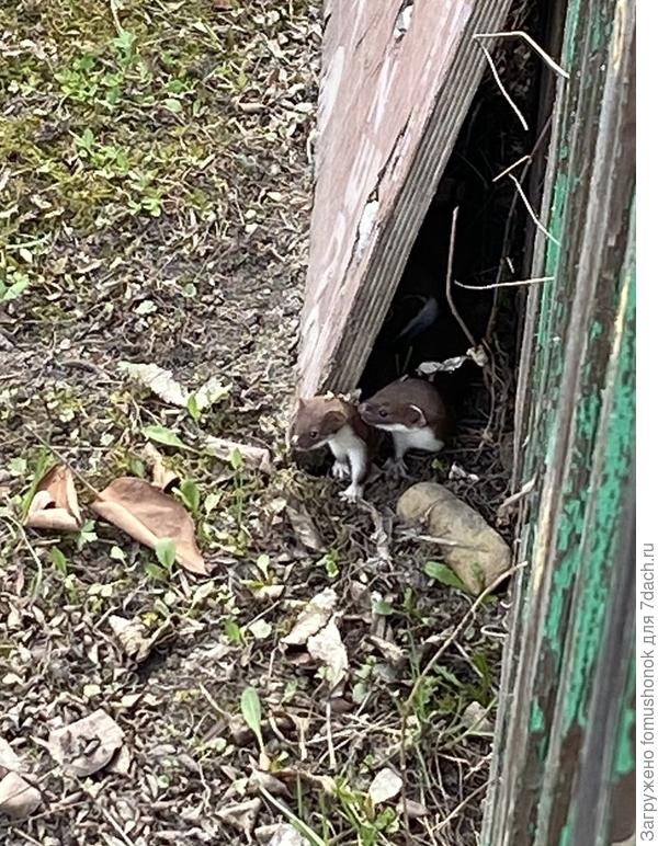 Прошлой весной на меже с соседом обнаружился выводок ласки. Поспокойнее стало. Ходов в снегу не видно, погрызов не было. ..
