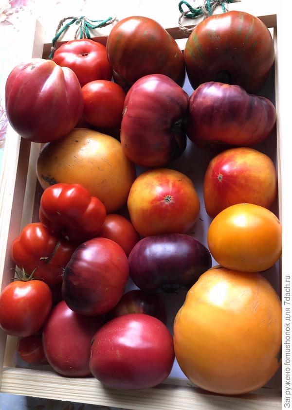 Здесь "Дынюшка" в серединке справа. С красными носиками которая.