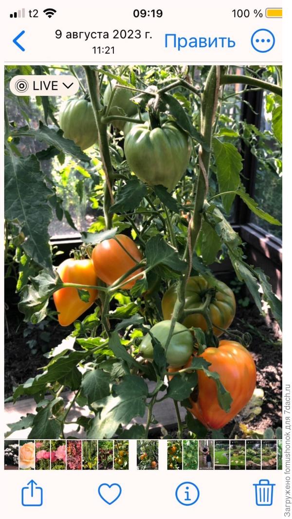 Сделала Вам скрин экрана телефона с датой. Качество фото после перекидываний, сжатий страдает, но, поверьте, нижняя помидорка уже полностью созрела (носик окрасился) и следующие тоже довольно быстренько подтянутся.