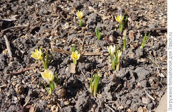 Крокусы ботанические.