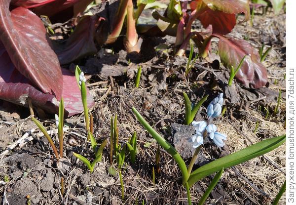 Первая пушкиния.