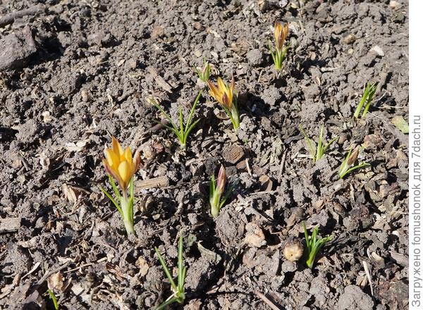 &quot;Cream Beauty&quot;