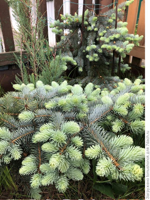 Вот моя в начале июня прошлого года.