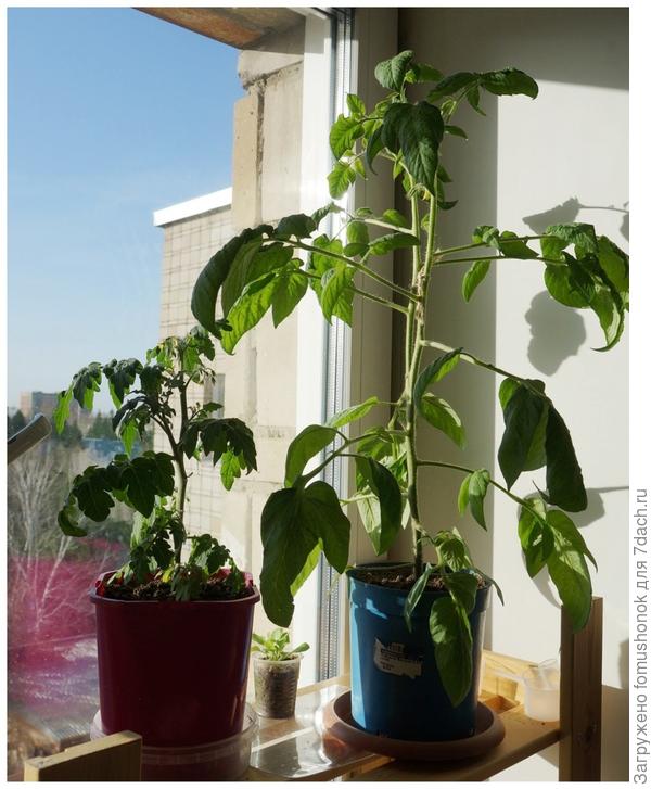 Вот они! Сегодня. Два растения из одного пакетика &quot;Аэлиты&quot;. Близнецы, не правда ли?))