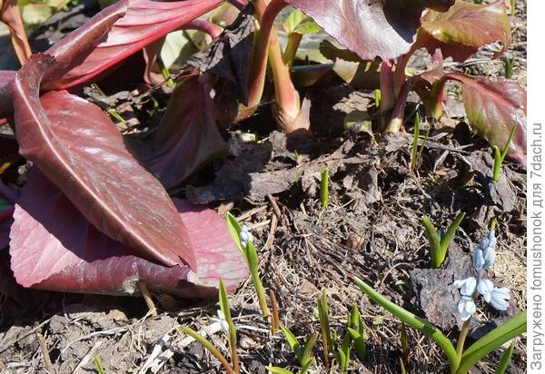 Вот смотрите: корневая шейка вровень с почвой. Фото от 9 апреля этого года.