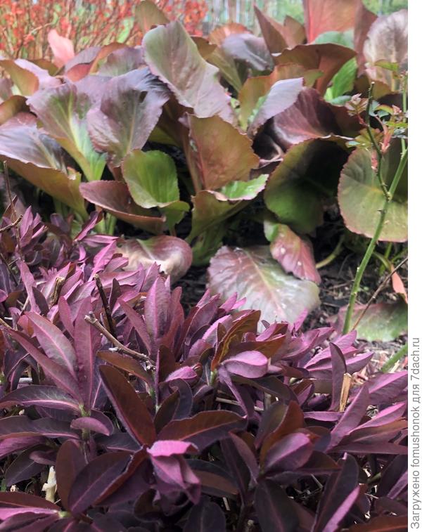 Так что откапывайте, ищите корневище, дайте ему &quot;воздуха&quot; немного! Надеюсь, восстановится. Удачи Вам!