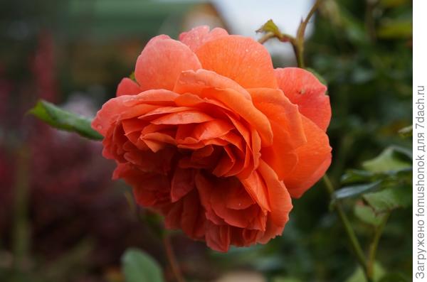 Ну разве она не прекрасна?!)