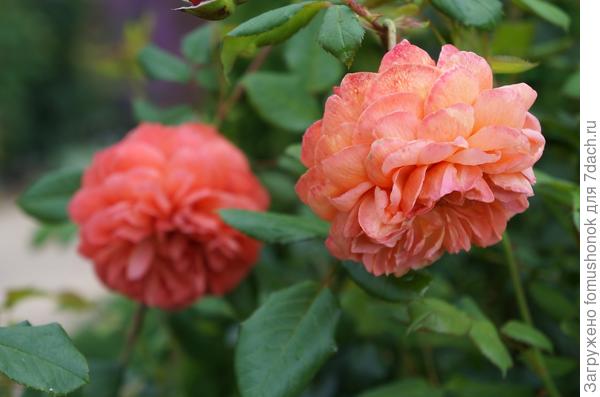 В период затяжных дождей.