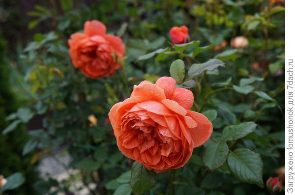 Она увядая, как бы постепенно приглушает яркое пламя своего цвета.