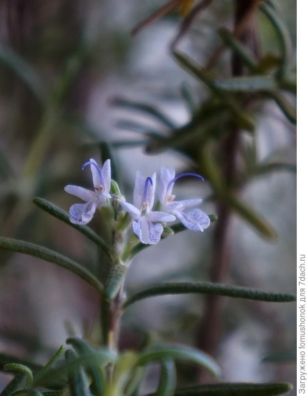 Такие смешные цветочки.