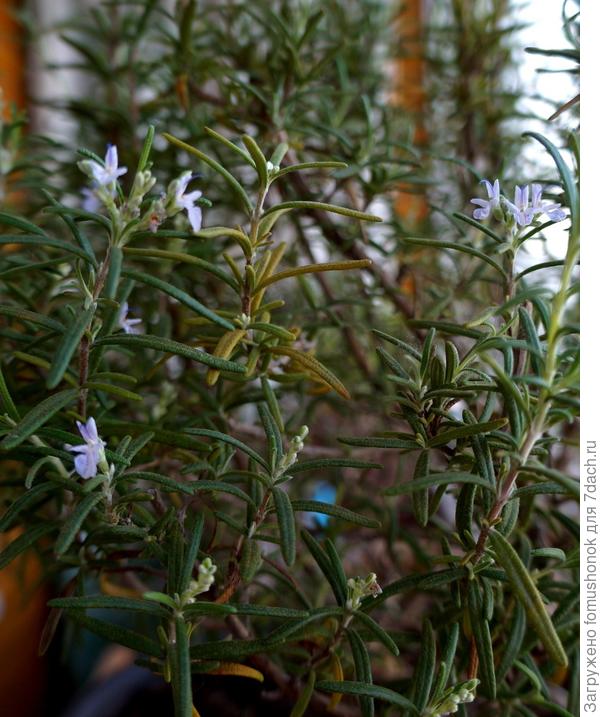 А ещё впервые зацветает мой розмарин 2022 года посева.