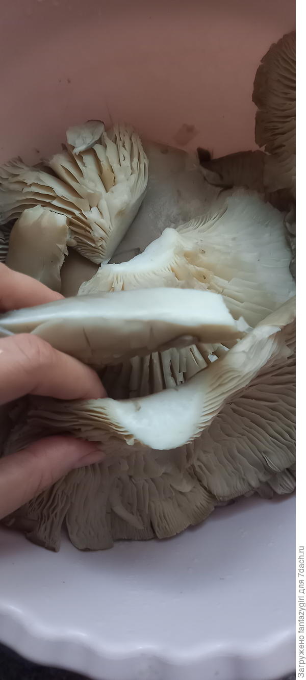 Вот так в разрезе