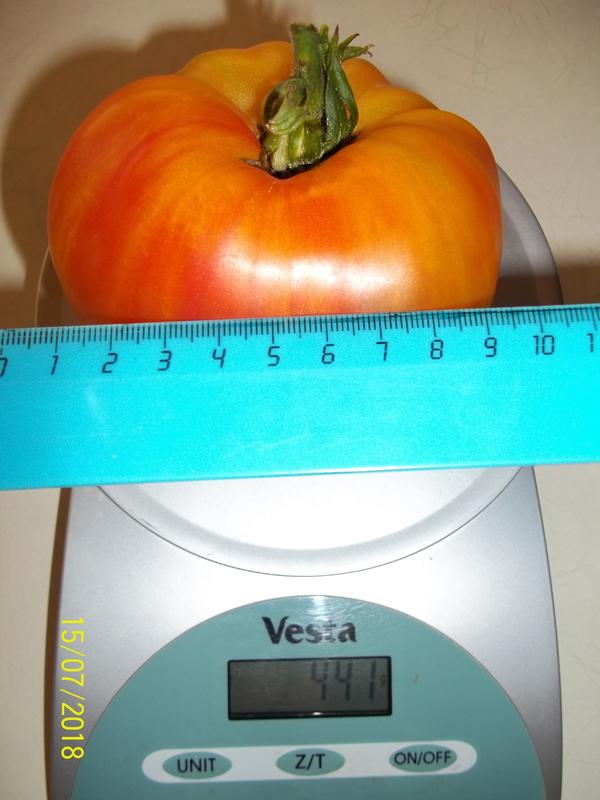 Томат Сокровище инков