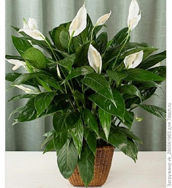 Как называется этот цветок