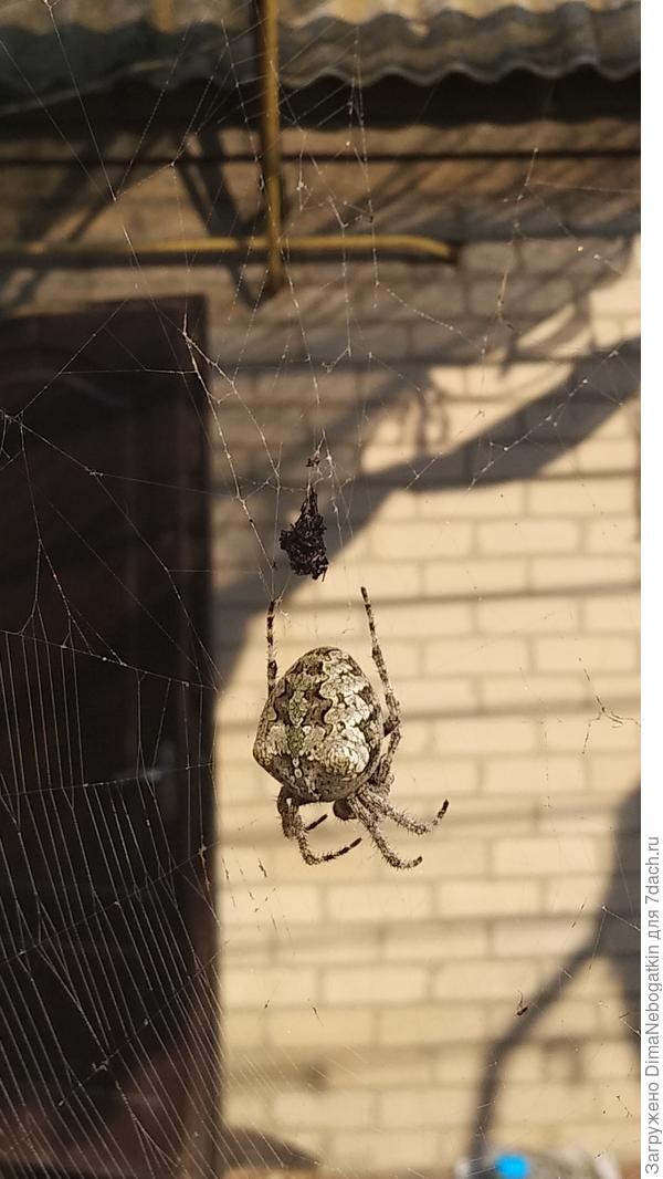 Это что за паук такой? Запорожская область