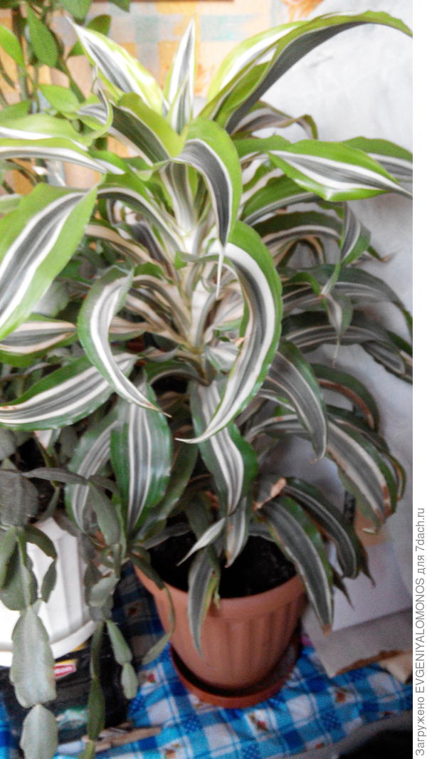 Как называется цветочек?