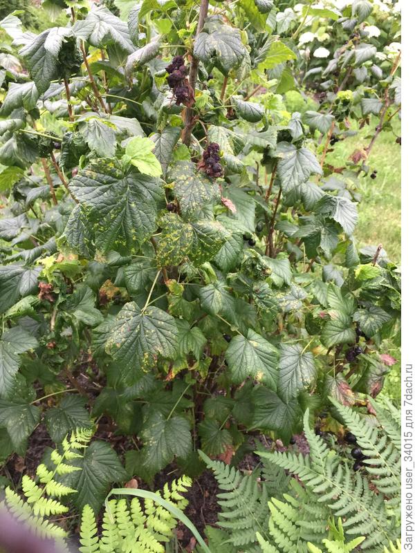 Моя смородина в полный рост