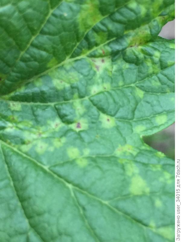 Вот такие пятнышки по листьям.