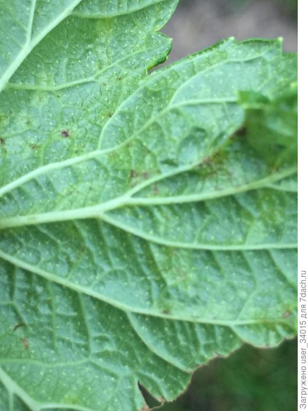 Лист моей смородины с обратной стороны.
