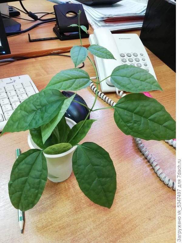 Подскажите, пожалуйста, название цветка.