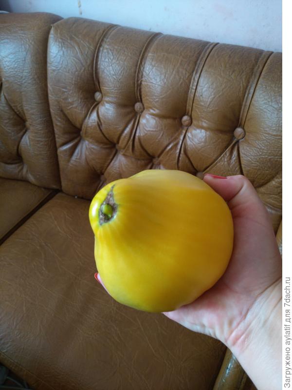 Помидор в руке