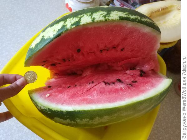 11 кг, таких у меня ещё не выростало)