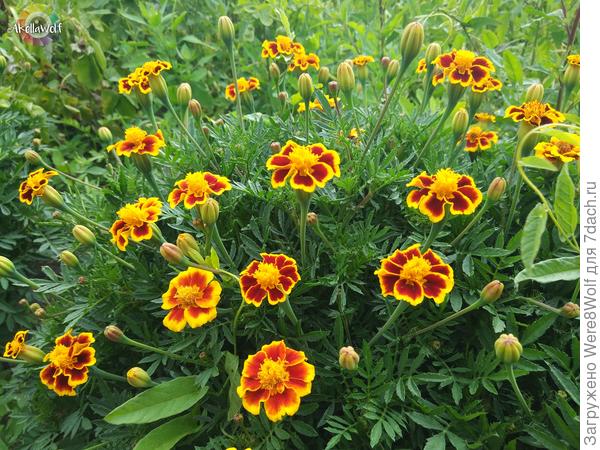 Бархатцы "Рок-н-ролл"