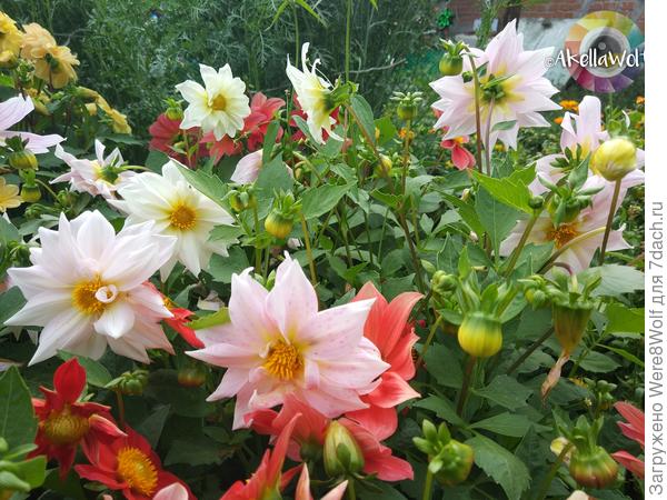 Георгины "Веселые ребята"