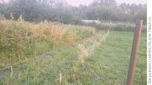 18. Проложили поперечную границу с соседом слева. Отступив 1.2 м от будущего забора посадили живую изгородь из дёрена