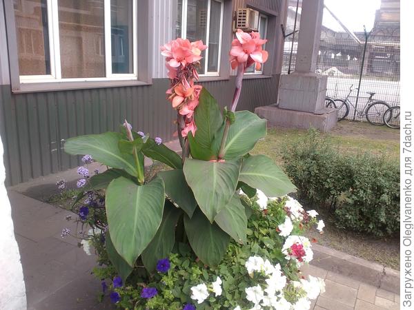 День добрый! Подскажите, пожалуйста, как называется этот цветок?