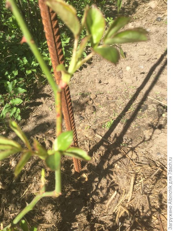 ИО на Шнеевальцер