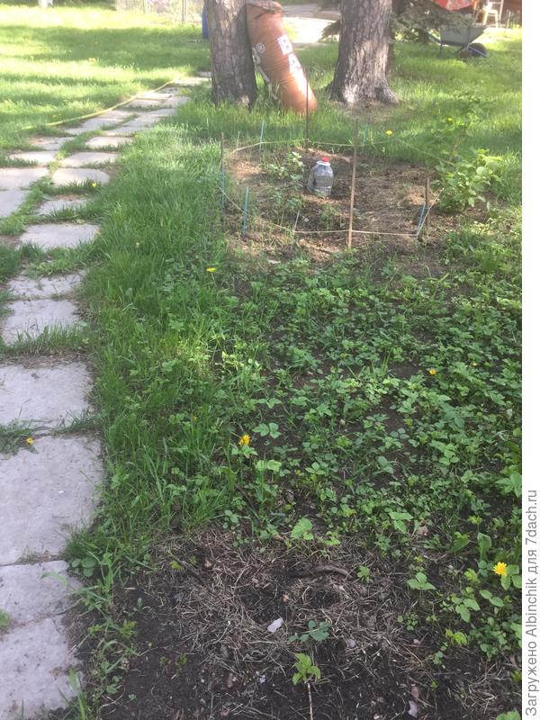 Место предполагаемой посадки) , растюшки все временные), остальное пока накопанное)