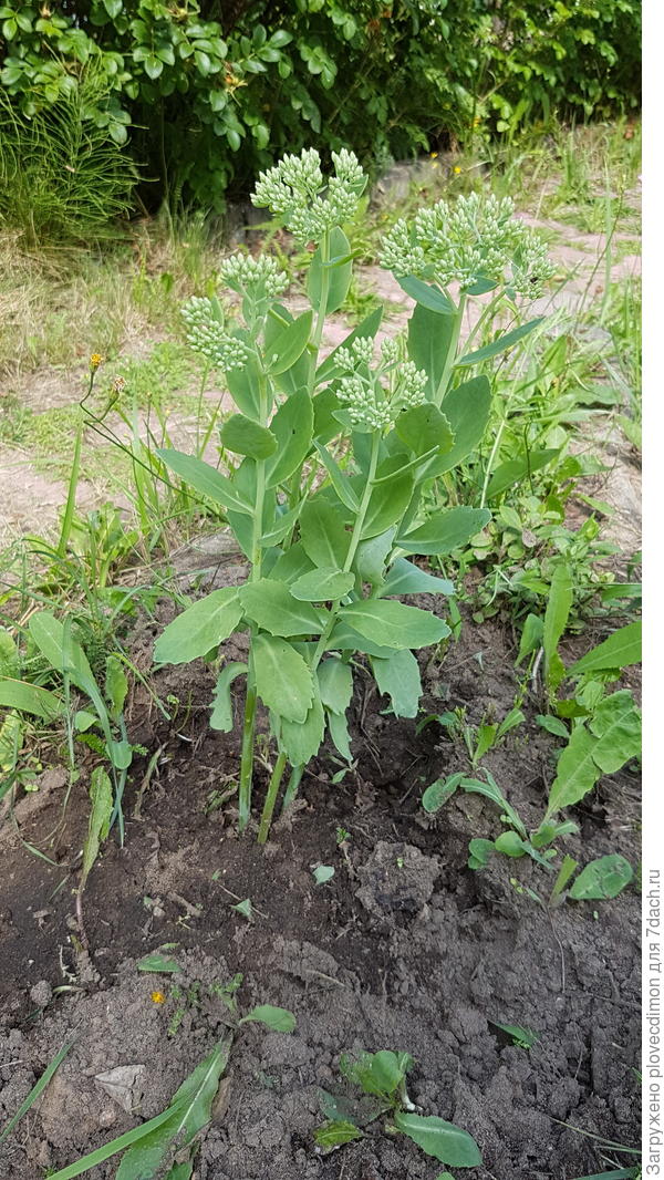 Подскажите, пожалуйста, какое название у этого растения?