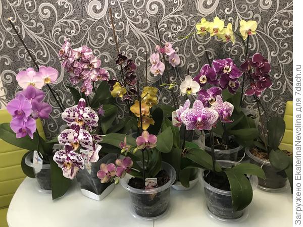Коллекция
