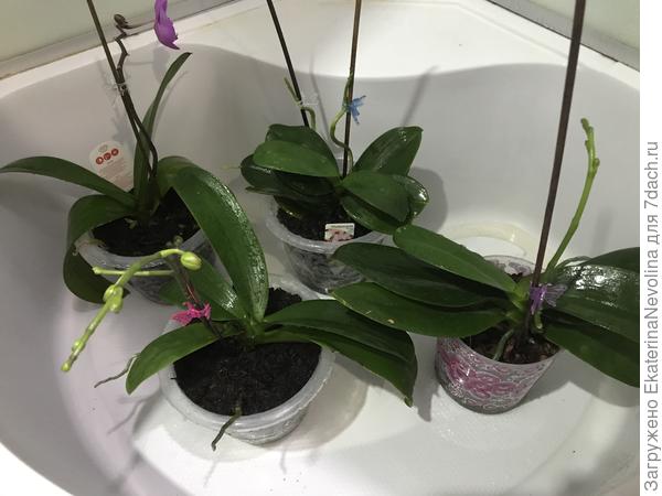 Купаемся под душем