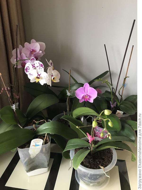 Переместились в комнату, очень жарко от батареи и окна