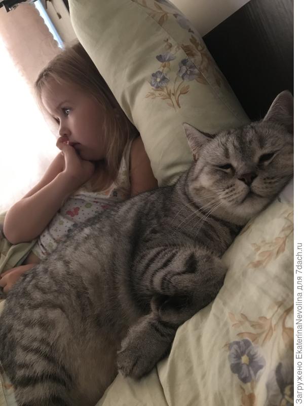 Без кота и жизнь не та!